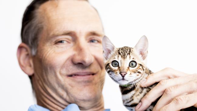 Dr David Boersma (Sandy Bay Holistic Veterinary Centre owner) with a Bengal kitten at the practice. Photograph Eddie Safarik