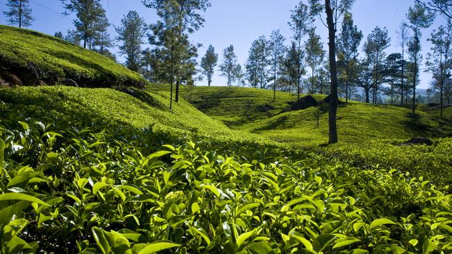 The company’s teas are grown using sustainably methods in Sri Lanka (pictured).