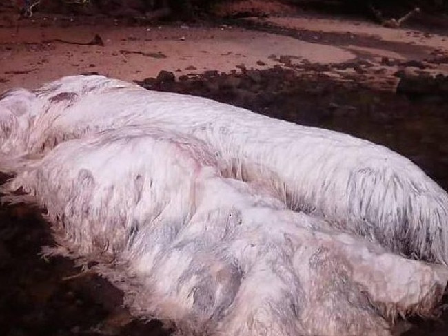 ‘Giant squid’ in Indonesia: Huge oozing sea creature washes up on ...