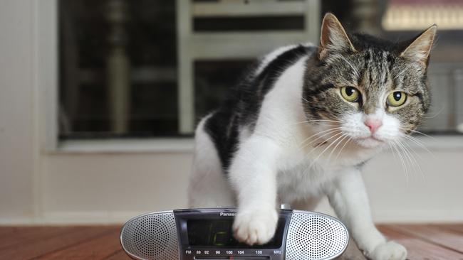 Whittlesea Council is considering introducing a cat curfew.