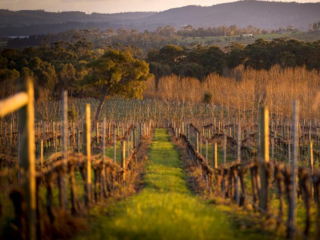 The Wines for Joanie Farm, Vineyard & Cellar Door is located just 35 mins from Launceston in the beautiful Tamar Valley.LauncestonPhoto: Rob BurnettTourism TasmaniaESCAPE 15 January 2023Destination LauncestonESCAPE USE ONLY