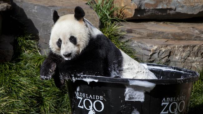 Wang Wang is heading back to China after 15 years in Australia, but ‘panda diplomacy’ continues. Picture: Brett Hartwig