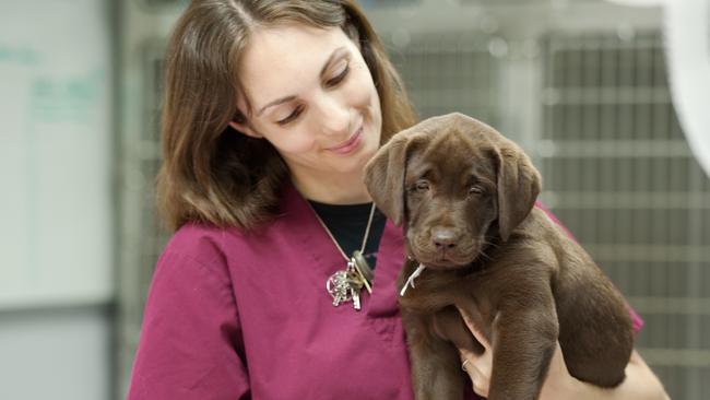 Who wouldn’t want to play with puppies all day?