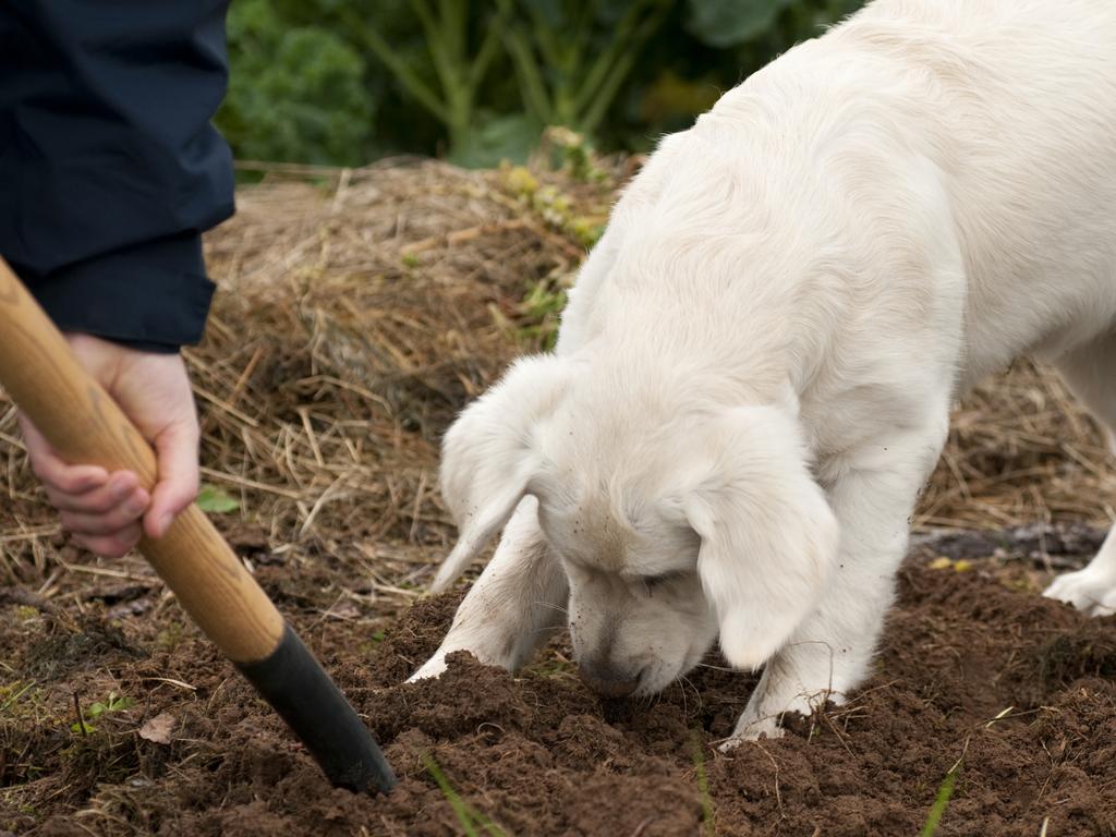 Digging is a normal dog behaviour but there are ways to redirect them so they don’t destroy your yard. Picture: iStock