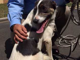 This young male Kelpie was found by Gatton police officers on the side of the Warrgo Highway this morning. Photo Amy Lyne / Gatton Star. Picture: Amy  Lyne