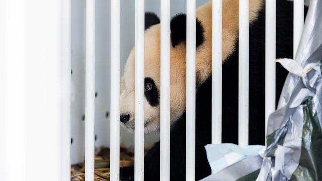 Xing Qiu in the early hours of Sunday morning after the pandas’ arrival at Adelaide Airport. Picture: Zoos SA