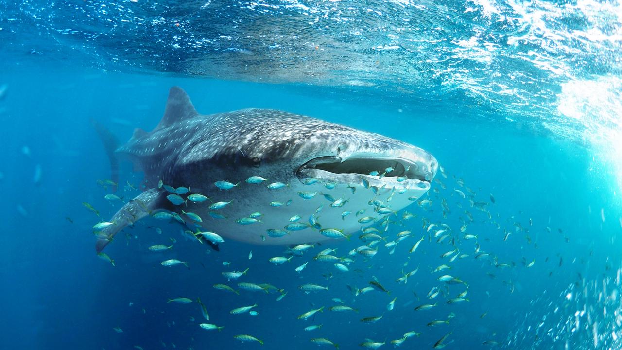 Whale sharks are a common visitor to the Ningaloo Reef near Exmouth in Western Australia. Picture: iStock