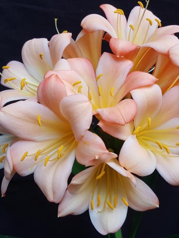 Peach pink clivias.