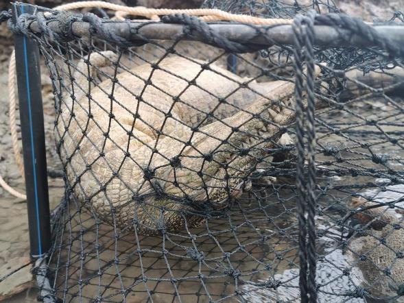 Warning to anglers after dead saltie found in crab pot