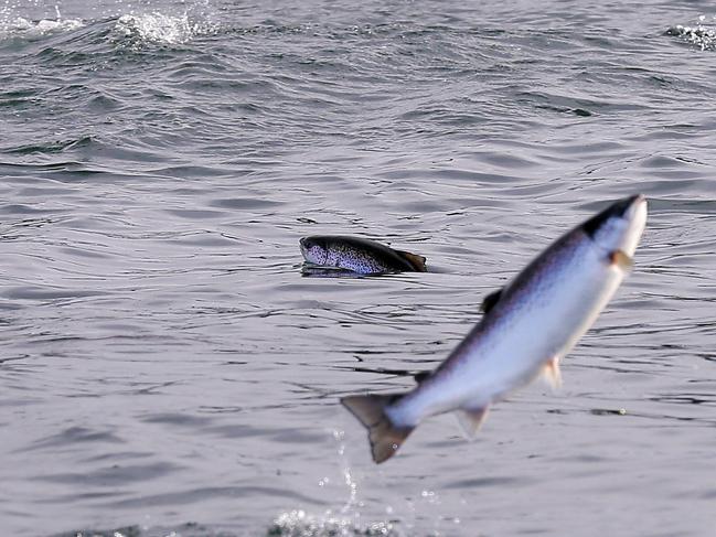 Salmon jumping out of the water.