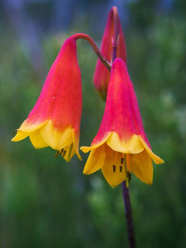 Christmas bells.