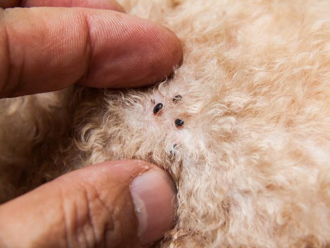 Whatever method you choose, ensure that you do not miss a dose as this can result in your pet succumbing to fleas or ticks. Picture: iStock