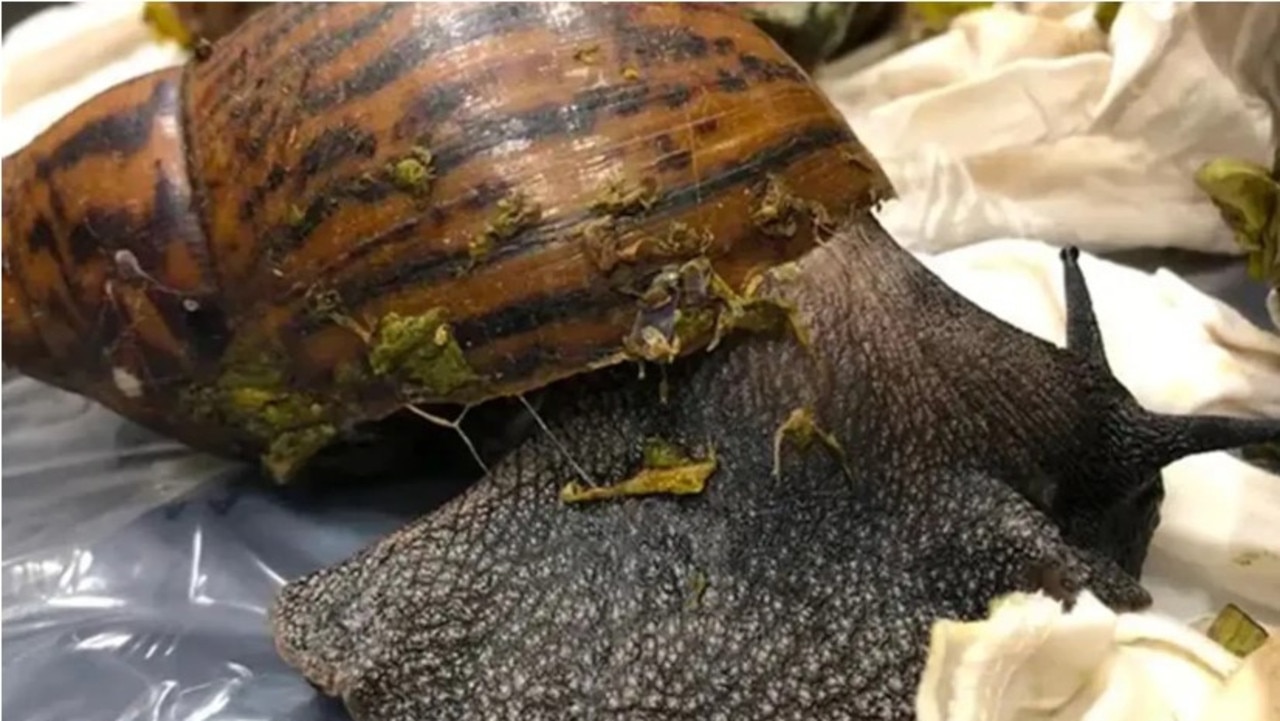 The snails are a delicacy in West Africa and are sometimes also kept as pets. Picture: US Customs and Border Protection