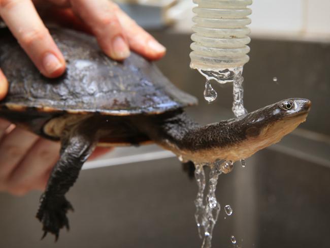 The injured turtle enjoying a shower while his broken shell is kept dry. Picture: Toby Zerna