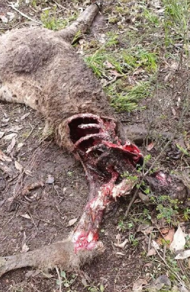 A maimed kangaroo carcass found on a private property. Picture: Supplied