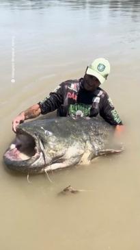 Man captures giant catfish