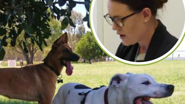 ‘No money tree out back’: Council split over $72k owed by dog owners