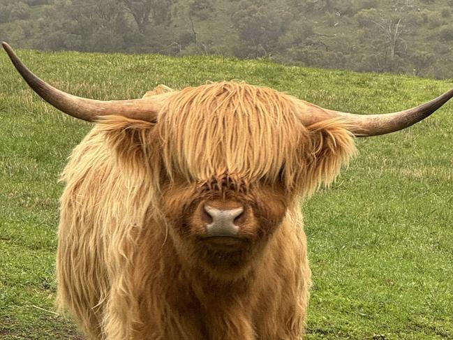 Rahley the 600kg Highland cow is believed to have been stolen from an Onkaparinga Hills property on Monday night, with owners launching a drone search for any sign of the bovine. Picture: Michael Trenerry/Facebook