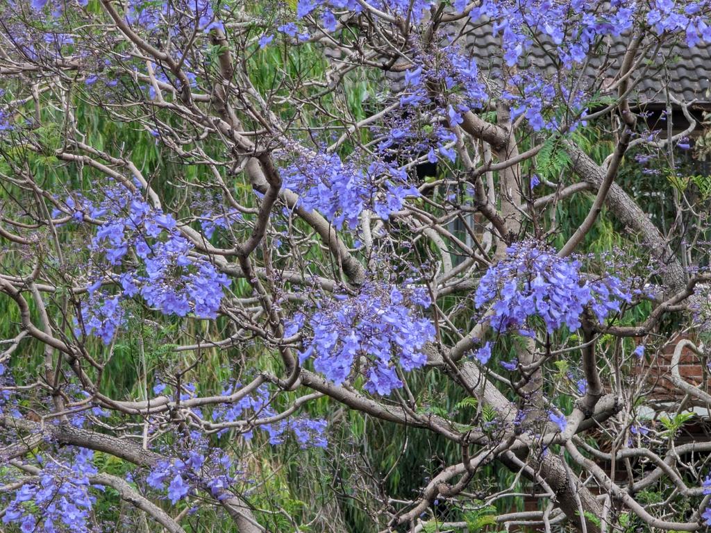 A photo I took of a jacaranda tree using the 10x zoom mode.