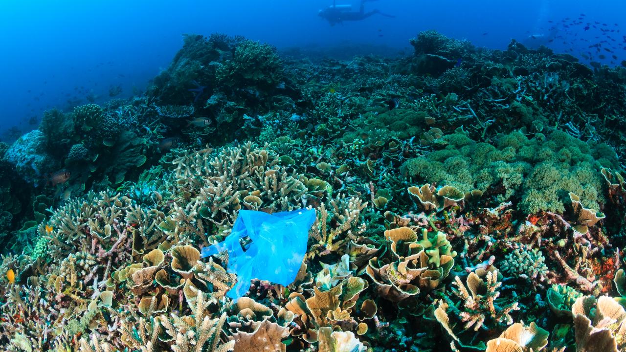 Man-made pollution: a discarded plastic bags lies entangled on a tropical coral reef while scuba divers swim past in the background. Picture: Getty Images.