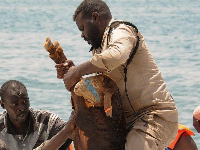 A sheep is rescued after the ship Badr 1 crammed with thousands of animals, sank in Sudan's Red Sea port of Suakin, drowning most animals on board, on June 12, 2022. - The livestock vessel was exporting the animals from Sudan to Saudi Arabia when it sank after several thousand more animals were loaded on board than it was meant to carry. (Photo by AFP)