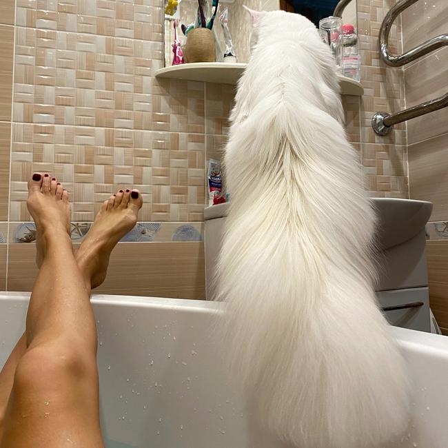 Kefir’s owner, Yulia Minina, swears she does “not use Photoshop” to make her cat appears so large in pictures. Picture: SWNS/Mega