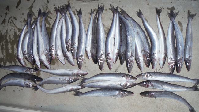 King George whiting seized during a Fisheries blitz in August 2021. Picture: PIRSA