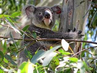 The Koala Party could shake up Australian politics.