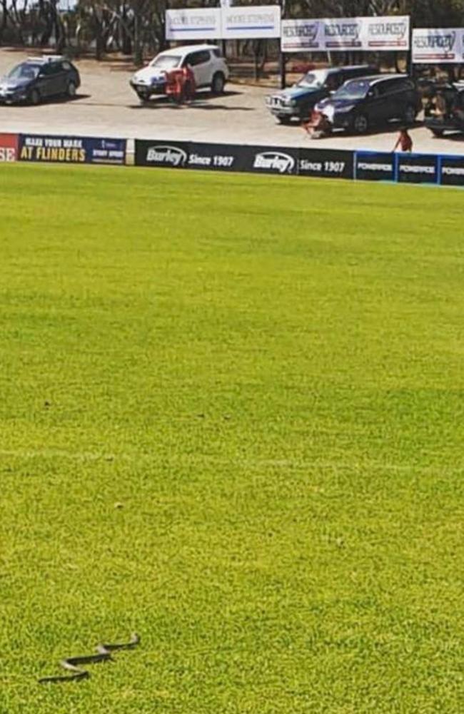 The evasive pitch invader makes its way across Noarlunga Oval during the trial game between South Adelaide and North Adelaide. Picture: South Adelaide Football Club