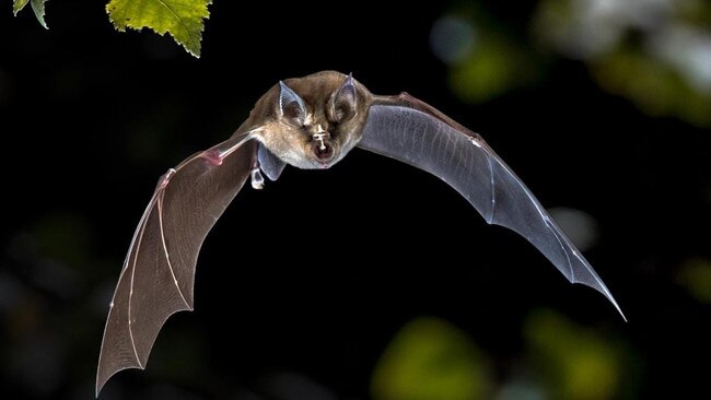 Western intelligence initially believed that coronavirus was bat-derived. Picture: Supplied