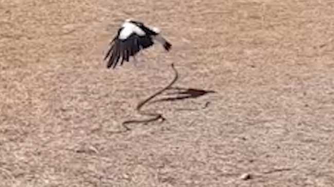 Aggressive magpie attacks and chases away brown snake