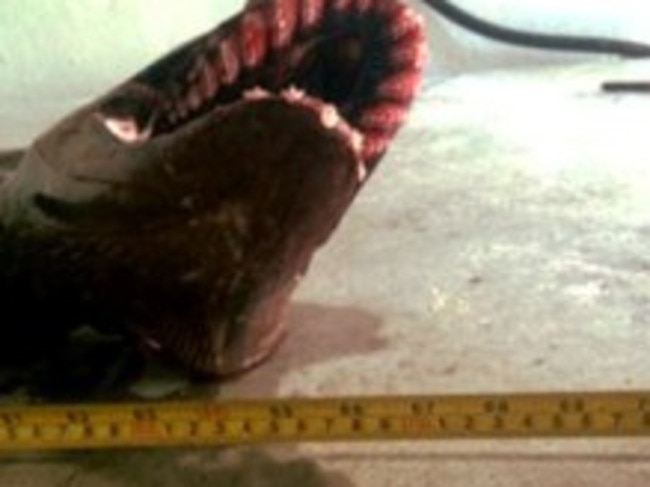 The catch measured two metres long. Picture: SETFIA