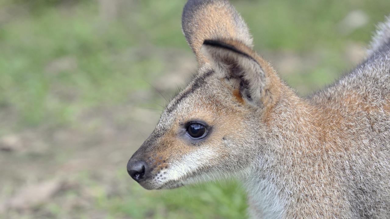 Qld’s island of the damned: Colonial prison to deformed wallaby haven ...