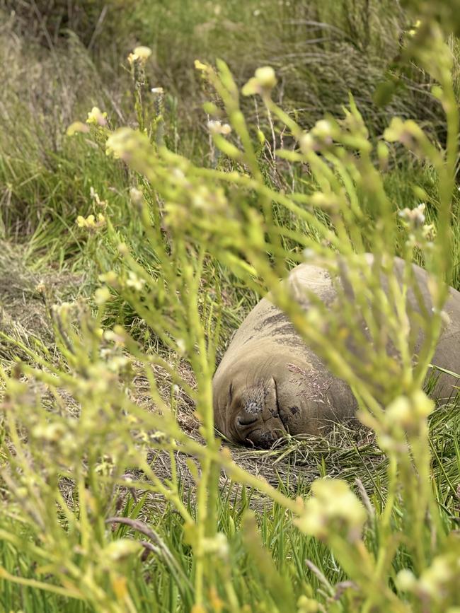 Police warned motorists after Neil the seal was on Nubeena Rd on Saturday morning. Picture Jules Witek.