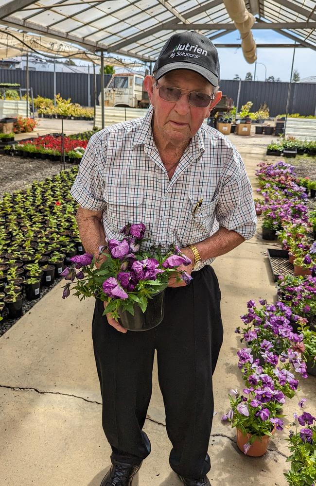 Bill Allan, owner of Youngtown's Allan's Nursery, which began trading on August 4, 1964. Depicted holding his own breed of pansy, ‘Storm Cloud’. Picture: Alex Treacy