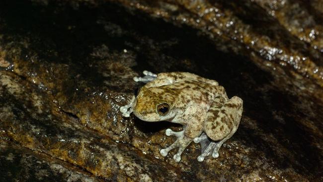 The Armoured Mist Frog, not seen for 17 years and thought extinct. Rediscovered by James Cook University PhD student Robert Puschendorf in June 2008 on the Carbine Plateau, west of Port Douglas. Picture: Robert Puschendorf.