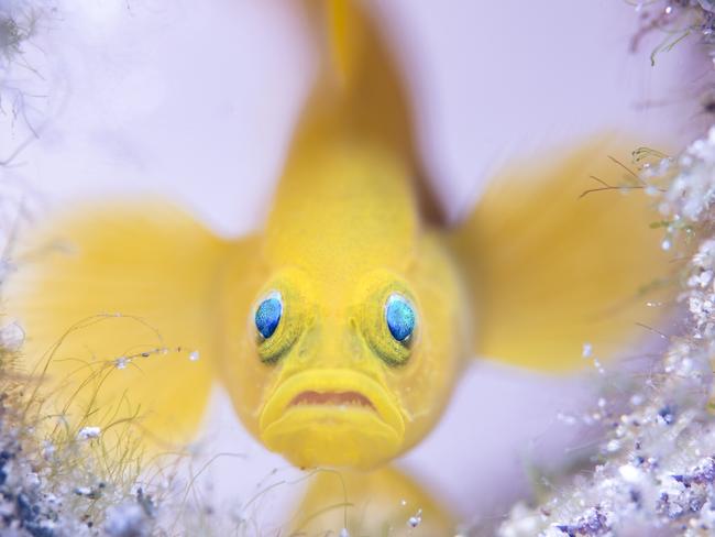 It might look intimidating, but this yellow pygmy goby is no more than four centimetres long. Picture: Wildlife Photographer of the Year/Wayne Jones