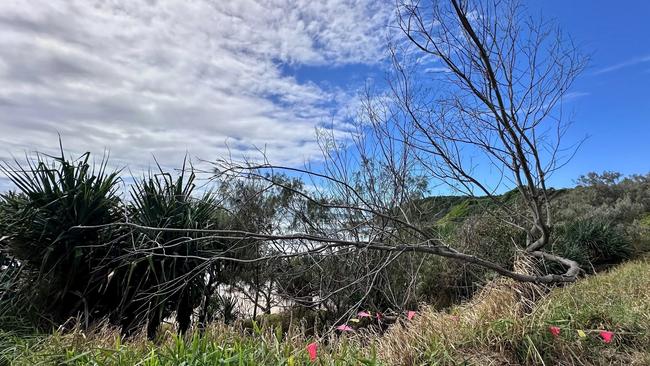Trees have been poisoned at Coolum Beach on the Sunshine Coast.