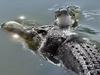WATCH: Feisty crocs go head-to-head in snappy clash