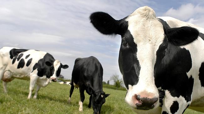 Reid Fontaine caught on CCTV having sex with cows while Michael Jones ...