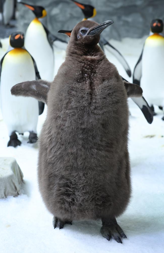 Pesto the penguin has made global headlines. Picture: David Caird