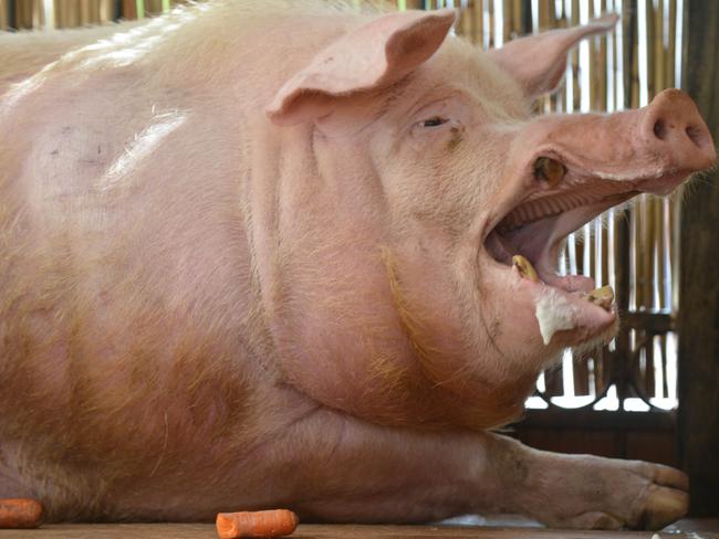 Funtik the pig also went after Euro 2012.