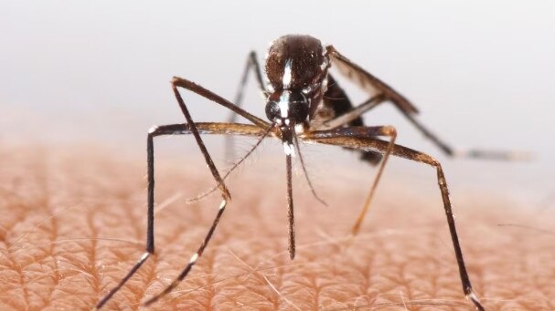 Stock image of a mosquito. Picture: Supplied