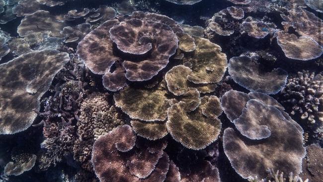 Coral has increased across regions of the reef over the past two years. Picture: Instagram – @gbrmarinepark