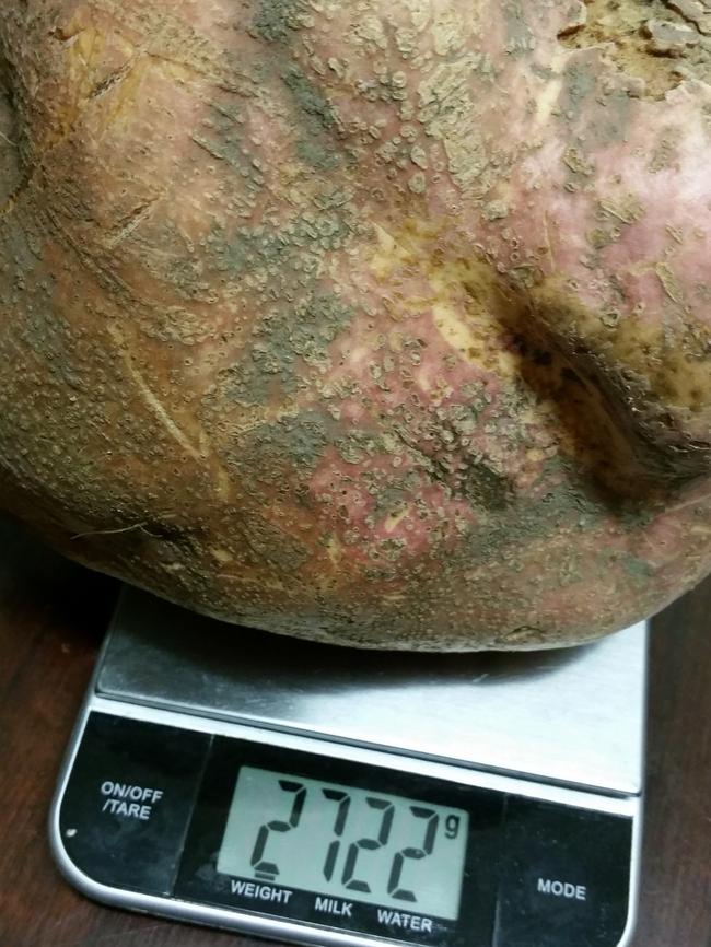 The 2.7kg sweet potato.