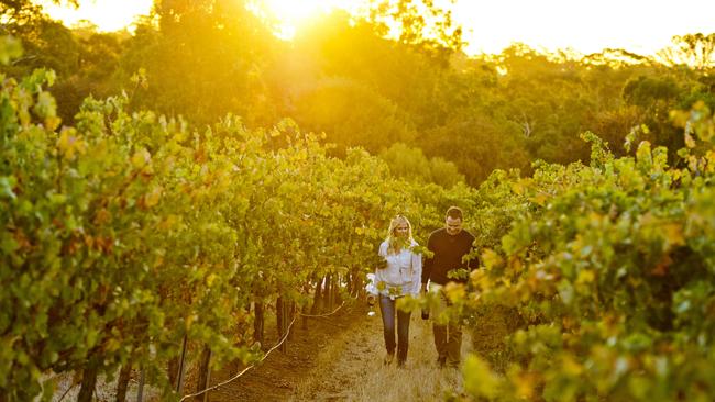 South Australia’s winery regions are booming. Clare Valley, SA. Picture: South Australian Tourism Commission/Adam Bruzzone