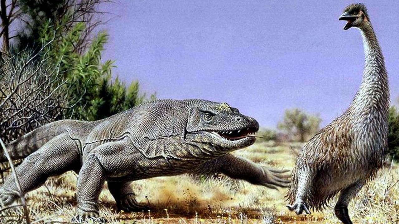 Artist's impression of the extinct flightless bird, Genyornis. Picture: supplied