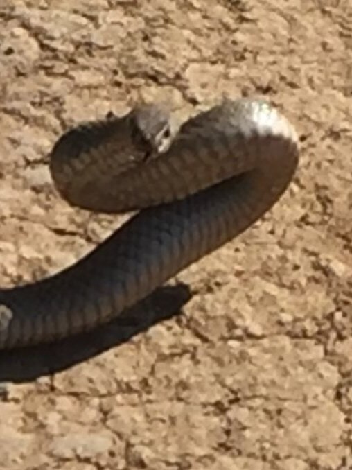 Another brown snake Ms Corby caught in the Goulburn Valley prepares to strike. Picture: supplied