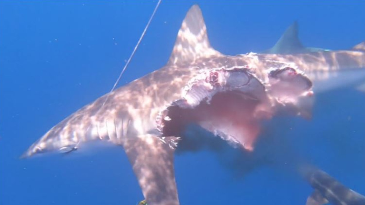 The zombie shark continued to swim despite being ‘half eaten’.