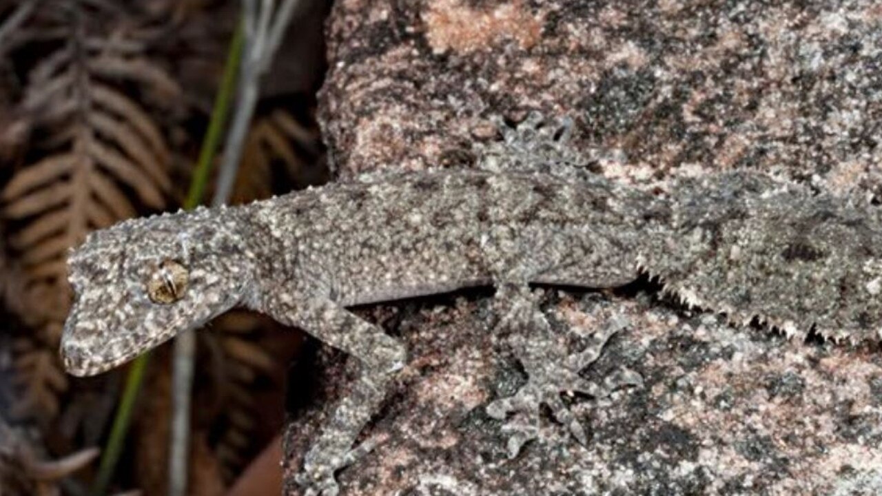 The Kate’s leaf-tailed gecko had 100 per cent of its habitat burnt. Picture: Anders Zimny